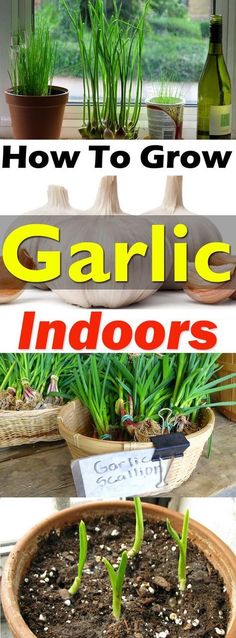 how to grow garlic indoors in the garden with instructions for growing garlic plants and herbs