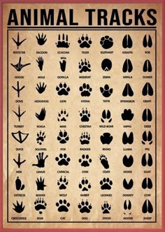 an animal tracks poster with different types of paws