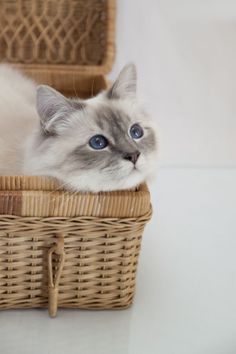 a white cat laying in a wicker basket