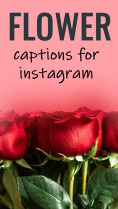 Need flower captions for Instagram? Elevate your Insta game with cute funny short romantic rose posts quotes that fit with girl | This post has 100+ innovative caption ideas to set with baroque pics.