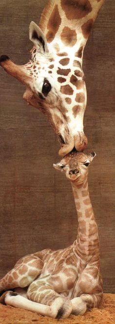 Absolutely love this picture. A Mother's Love, Giraffe Art, Mother's Love, Sweet Boy, Happy Mother, Baby Giraffe