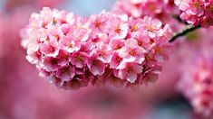 pink flowers are blooming on a tree branch