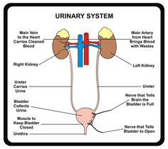 the urinary system with labels on it