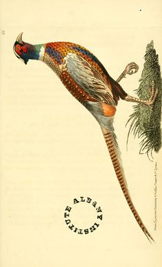 an illustration of a pheasant on a tree branch