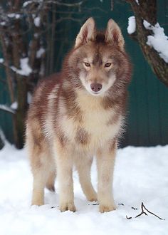 a brown and white dog standing in the snow