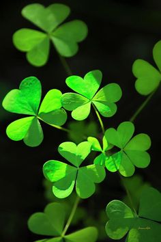 four leaf clovers are arranged in the shape of hearts