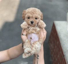 a person holding a small brown dog in their hands with tattoos on it's arms