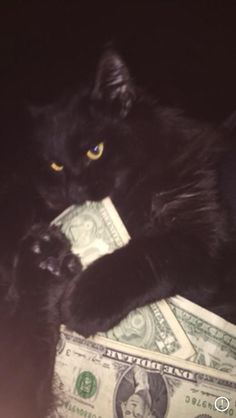 a black cat laying on top of a pile of money