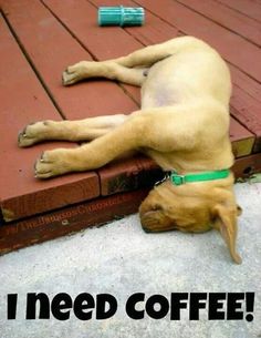 a brown dog laying on top of a wooden floor next to a red brick wall