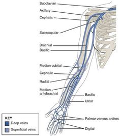 the anatomy of the neck and upper limbs with labels on each side, labeled in blue