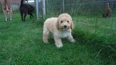 a small dog is standing in the grass next to a fence and two other dogs