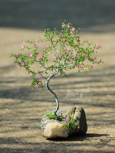 a small tree growing out of a rock in the middle of a dirt road with pink flowers on it