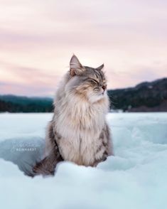 a long haired cat sitting in the snow