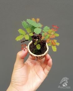 a person holding a small potted plant in their hand