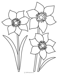 three daffodils coloring page