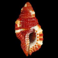 a red and white sea shell on a black background