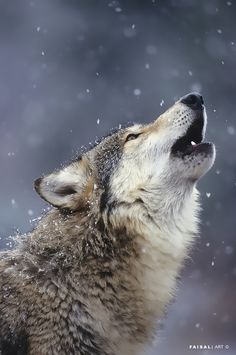 a wolf is looking up at the sky