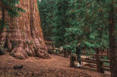 a man standing next to a large tree in a forest with lots of trees around him