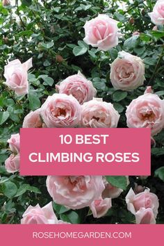 10 best climbing roses Climbing Roses Garage, Climbing White Roses, Rambler Roses Climbing, Garden Design Roses, Rose Bush Types, Roses Climbing On House, Climbing Roses On House Front Porches, Roses In Garden Ideas, Climbing Rose Varieties