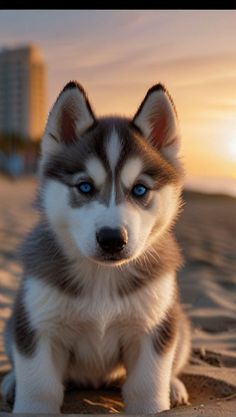 a husky dog sitting on the beach at sunset with its eyes wide open and blue - eyed