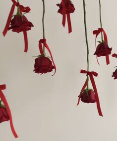 red flowers hanging from strings in the air