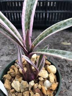 a small potted plant with rocks and plants growing out of it's sides