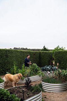 a man standing next to a dog in a garden filled with lots of green plants