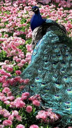 a peacock sitting on top of a lush green field filled with pink and white flowers