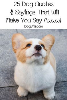 a brown and white dog sitting on the ground with text overlay that reads, 15 heartfelt quotes about dogs