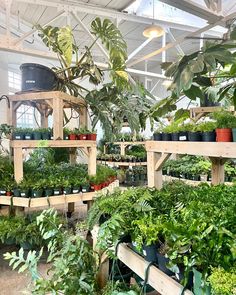 many potted plants are on shelves in a greenhouse