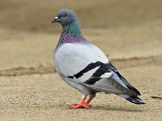 a pigeon is standing on the ground looking at something