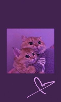 two kittens sitting on top of each other in front of a purple background