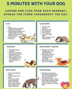 a poster with instructions on how to teach dogs in 5 minutes, including an image of the