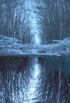 the reflection of trees and bushes in water