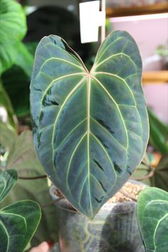 a heart shaped leaf hanging from a plant