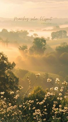 the sun shines brightly through the foggy countryside