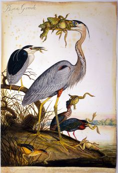 two birds are standing on the edge of a body of water with fish in their beaks