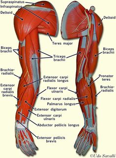 an image of the muscles and their major superficials, labeled in english or spanish