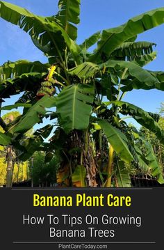 a banana plant with the title how to tips on growing banana trees