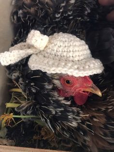 a close up of a chicken wearing a hat