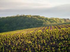 a large field with trees in the background