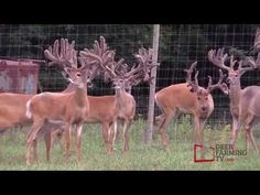 several deer standing in the grass behind a fence