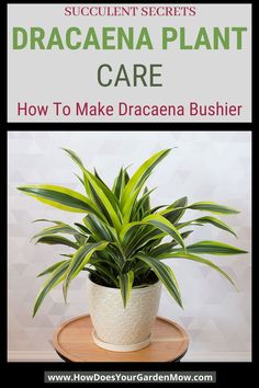 a potted plant with the title how to make dracaenaa busher