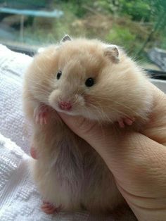 a hamster is sitting on someone's hand in front of a car window