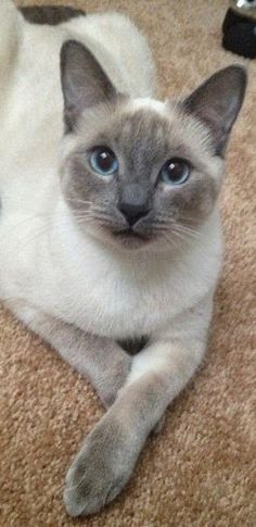 a siamese cat laying on the floor with its head turned to the side and eyes wide open