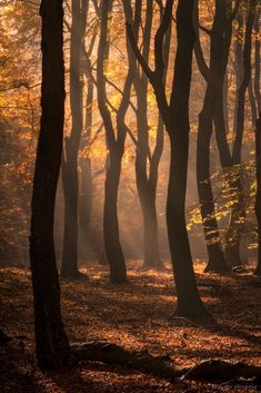 the sun shines through the trees in an autumn forest with leaves on the ground