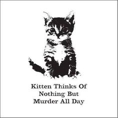 Murder จีซอง Nct, E Card, Silly Cats, 로고 디자인, Crazy Cat Lady, Crazy Cats, Cat Lady