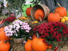 many pumpkins and flowers in baskets on the ground