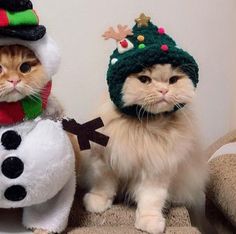 two cats dressed up as snowmen, one in a hat and the other in a costume