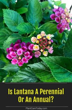 purple flowers and green leaves with the words pruning lanana tips on pruning lantana plants and shrubs